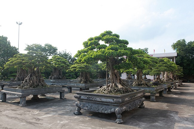 Tiêu dùng & Dư luận - Choáng váng dàn sanh cổ 'báu vật' trăm tuổi của vị đại gia tỉnh lẻ (Hình 2).