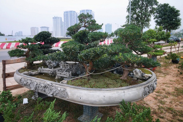 Tiêu dùng & Dư luận - 'Đồi tùng La Hán' độc nhất vô nhị, khiến đại gia mê mẩn xuống tiền không tiếc tay