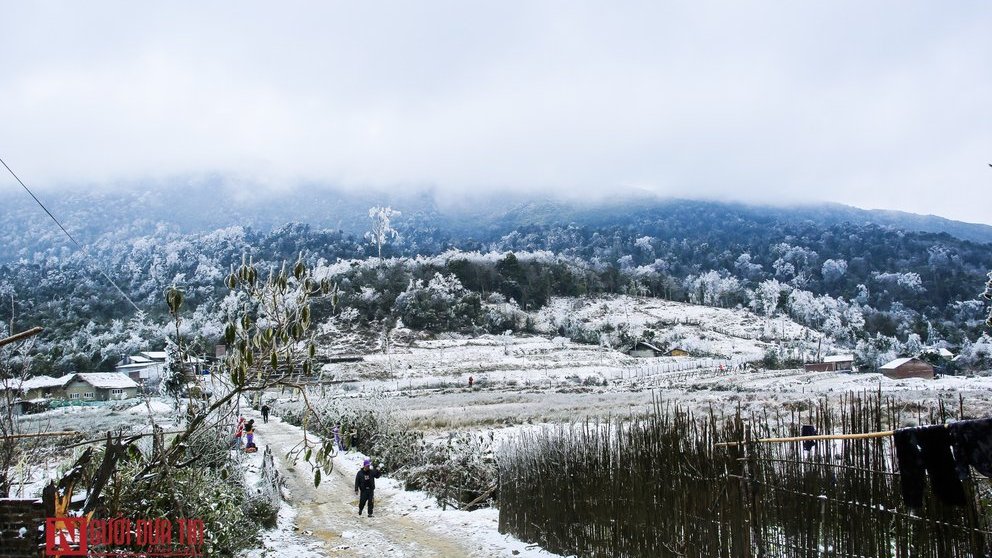 Tin nhanh - Rét đậm kinh hoàng hàng ngàn trâu, bò chết đói và rét