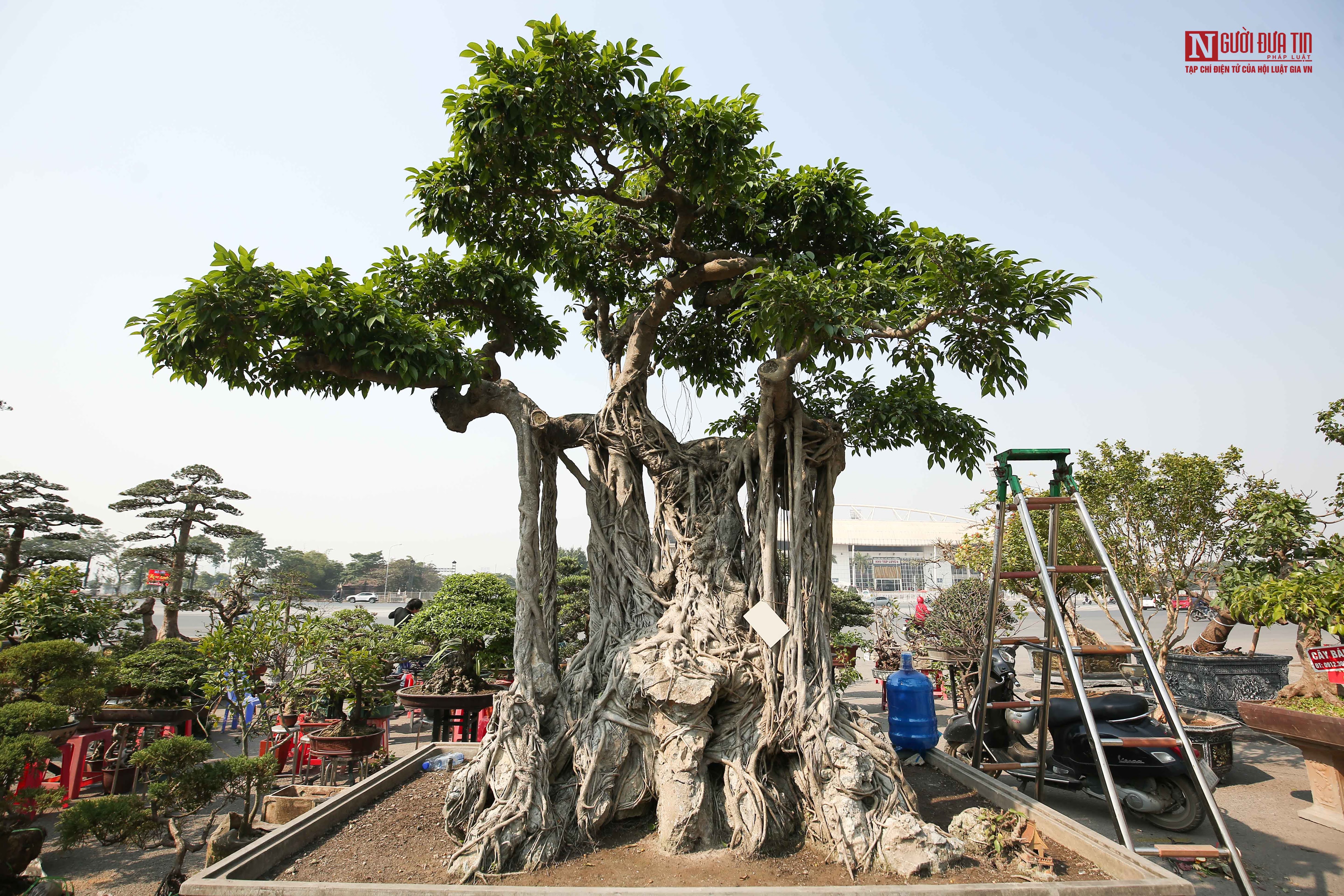 Tiêu dùng & Dư luận - Độc đáo sanh cổ thế 'khủng' chưa tìm được chủ mới, khiến giới chơi cây cảnh 'sửng sốt'