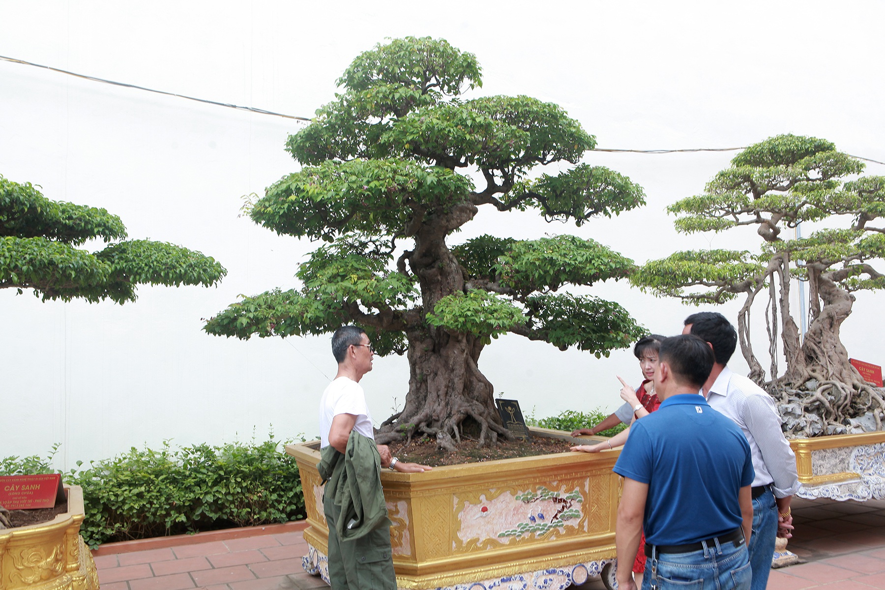 Tiêu dùng & Dư luận - Ngắm cây khế cổ dáng 'lạ', đại gia trả tiền tỷ nhưng chủ nhân quyết để vườn chơi không bán