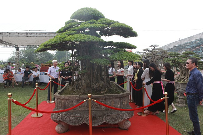 Tiêu dùng & Dư luận - Mãn nhãn siêu cây sanh dáng 'lạ', đại gia sẵn sàng mua đứt 7 tỷ (Hình 2).