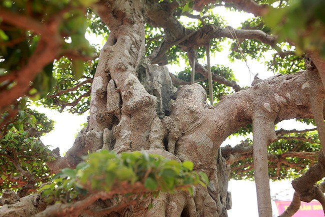 Tiêu dùng & Dư luận - Mãn nhãn siêu cây sanh dáng 'lạ', đại gia sẵn sàng mua đứt 7 tỷ (Hình 5).