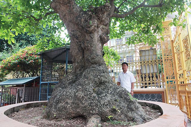 Tiêu dùng & Dư luận - Mãn nhãn cây lộc vừng 'tích tụ phát lộc' thu hút nhiều người yêu cây cảnh đến xem (Hình 2).