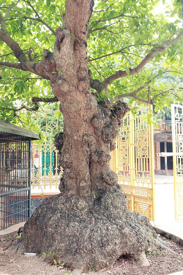 Tiêu dùng & Dư luận - Mãn nhãn cây lộc vừng 'tích tụ phát lộc' thu hút nhiều người yêu cây cảnh đến xem (Hình 3).