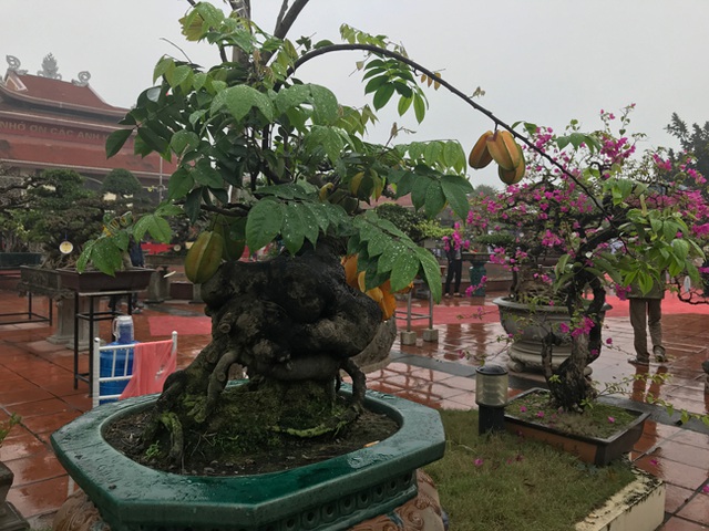 Tiêu dùng & Dư luận - Cận cảnh những cây khế bonsai 'tý hon' thế siêu đẹp (Hình 2).