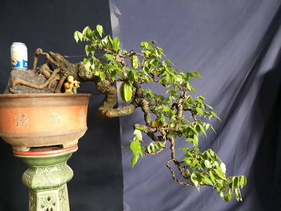 Tiêu dùng & Dư luận - Cận cảnh những cây khế bonsai 'tý hon' thế siêu đẹp (Hình 7).