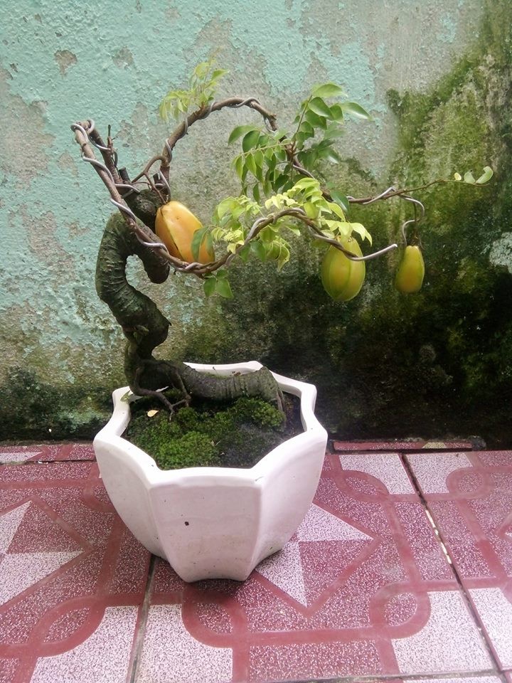 Tiêu dùng & Dư luận - Cận cảnh những cây khế bonsai 'tý hon' thế siêu đẹp (Hình 10).