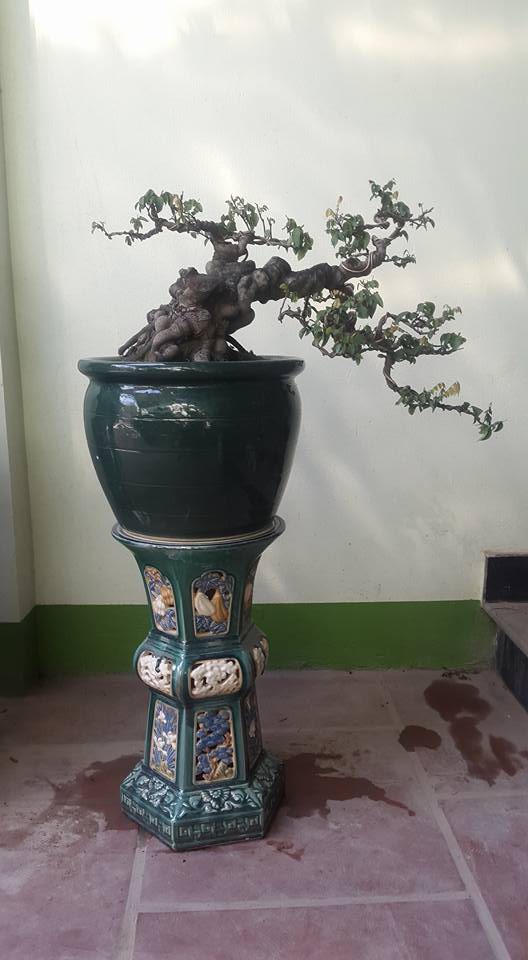 Tiêu dùng & Dư luận - Cận cảnh những cây khế bonsai 'tý hon' thế siêu đẹp (Hình 6).