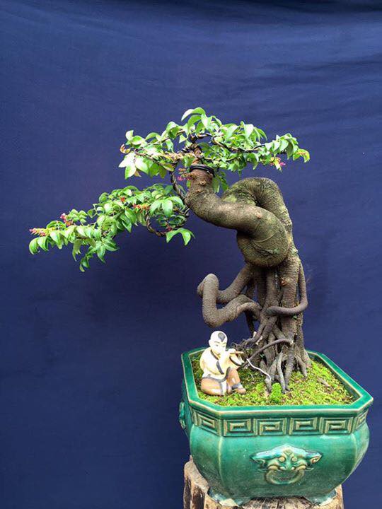 Tiêu dùng & Dư luận - Cận cảnh những cây khế bonsai 'tý hon' thế siêu đẹp (Hình 4).