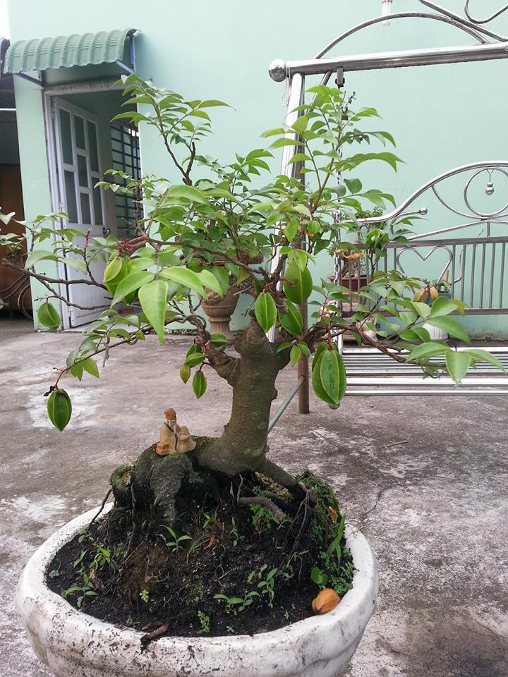 Tiêu dùng & Dư luận - Cận cảnh những cây khế bonsai 'tý hon' thế siêu đẹp (Hình 5).