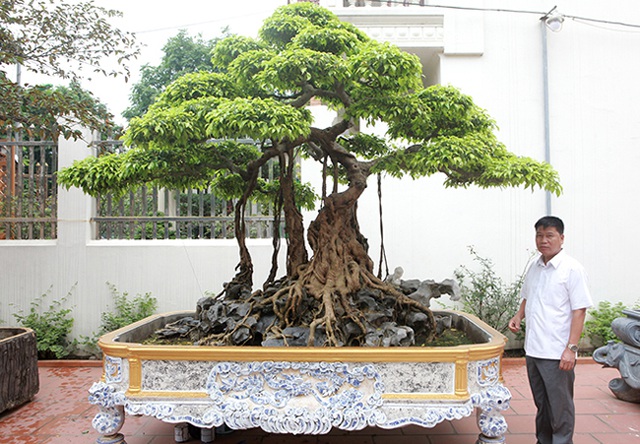 Tiêu dùng & Dư luận - Mãn nhãn cây sanh 'vua', đại gia trả 30 tỷ chủ nhân quyết không bán (Hình 3).