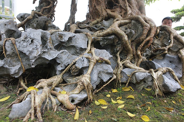 Tiêu dùng & Dư luận - Mãn nhãn cây sanh 'vua', đại gia trả 30 tỷ chủ nhân quyết không bán (Hình 4).