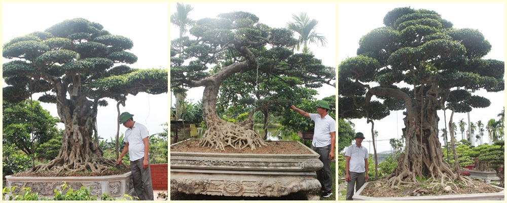 Tiêu dùng & Dư luận - Ngắm dàn cây cảnh thế 'khủng' của những đại gia Hải Dương (Hình 2).