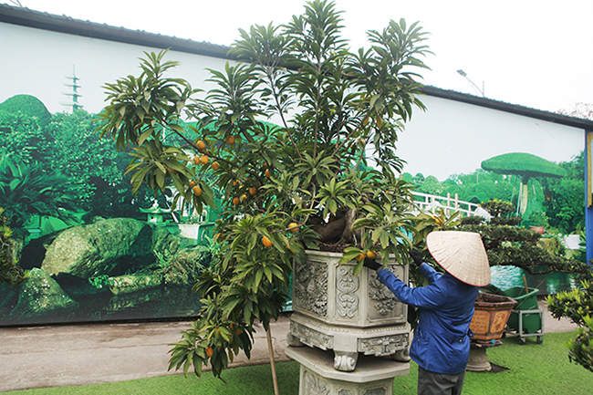 Tiêu dùng & Dư luận - Cận cảnh cây trứng gà nhìn như cây dại, đại gia quyết rút hầu bao 100 triệu mua bằng được