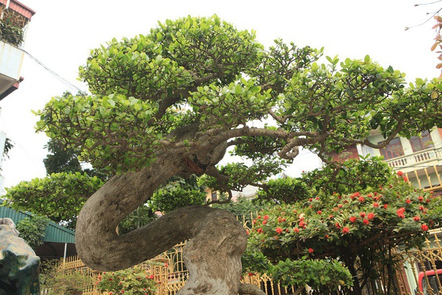 Tiêu dùng & Dư luận - Mãn nhãn cây duối “đẹp nhất Việt Nam”, giá triệu đô đại gia vẫn lắc đầu không bán (Hình 4).