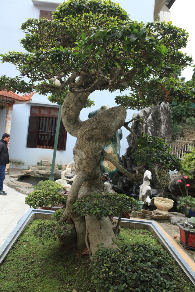 Tiêu dùng & Dư luận - Mãn nhãn cây duối “đẹp nhất Việt Nam”, giá triệu đô đại gia vẫn lắc đầu không bán (Hình 5).