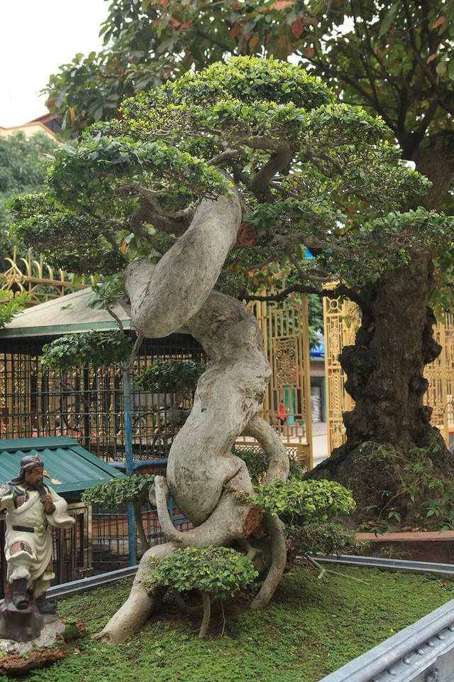 Tiêu dùng & Dư luận - Mãn nhãn cây duối “đẹp nhất Việt Nam”, giá triệu đô đại gia vẫn lắc đầu không bán (Hình 3).