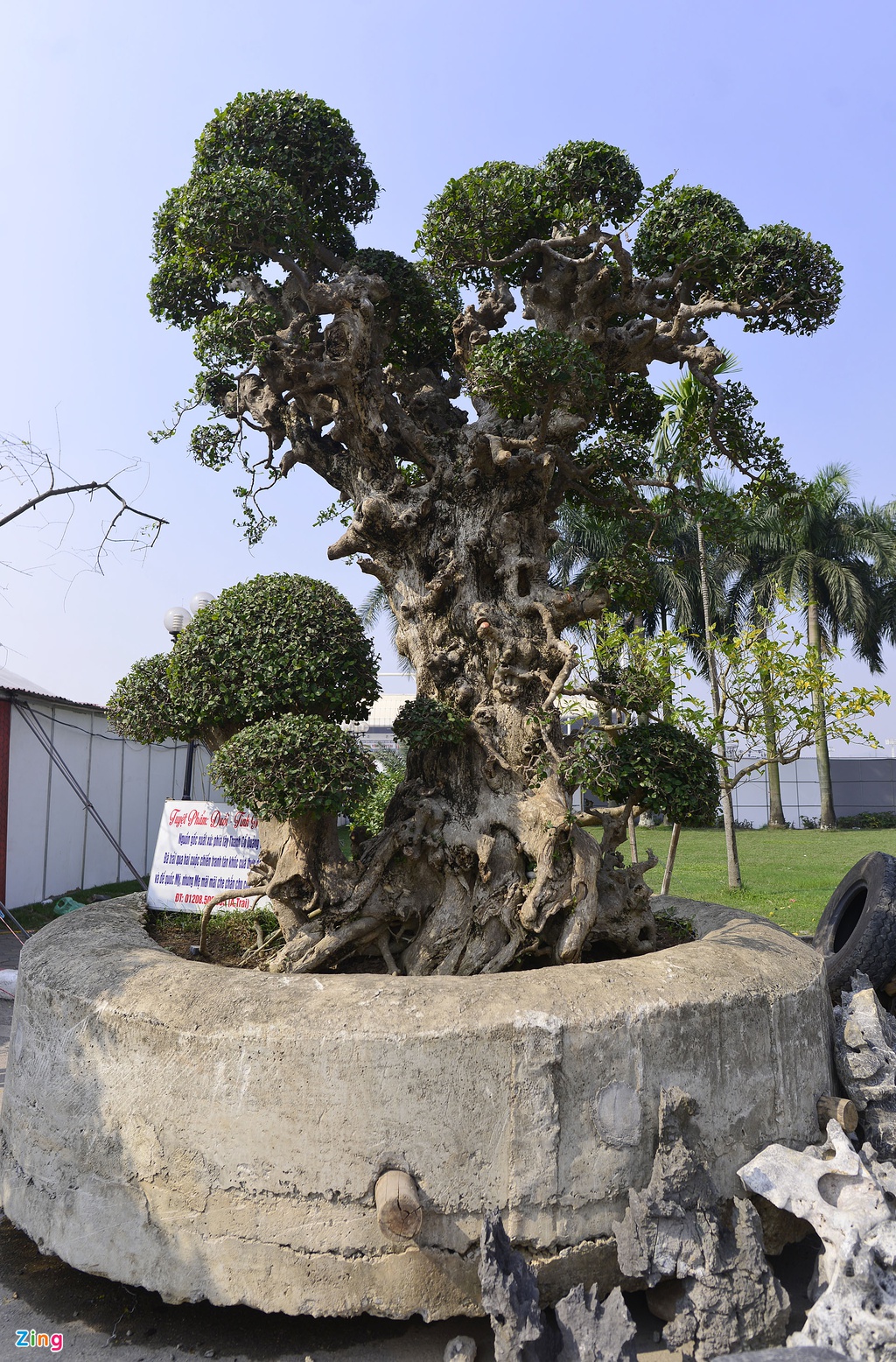 Tiêu dùng & Dư luận - Mãn nhãn cây duối “đẹp nhất Việt Nam”, giá triệu đô đại gia vẫn lắc đầu không bán (Hình 6).