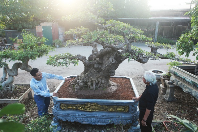 Tiêu dùng & Dư luận - Chiêm ngưỡng cây lộc vừng tiền tỷ, chủ nhân giấu kỹ, đại gia vẫn tìm đến ngã giá