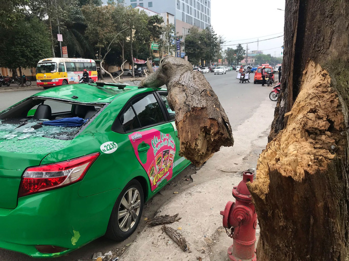 Tin nhanh - Cành cây gãy đè xe taxi bẹp rúm, 2 người thoát nạn trong gang tấc