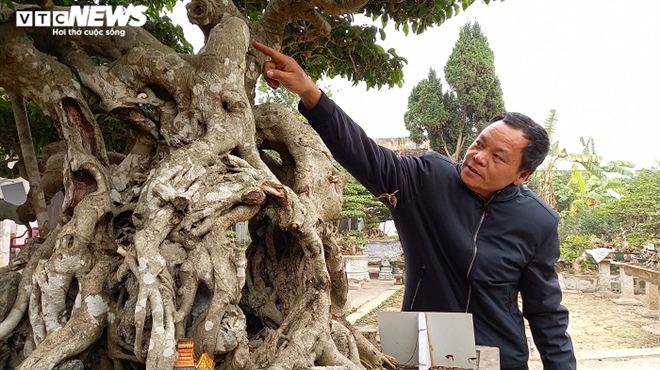 Tiêu dùng & Dư luận - Cận cảnh cây sanh dáng 'kỳ quái', đại gia có tiền chưa chắc mua được (Hình 4).