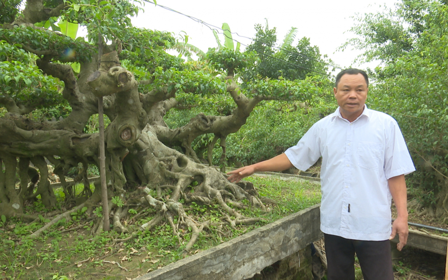 Tiêu dùng & Dư luận - Cận cảnh dàn sanh cổ thế lạ, giá 'khủng' của anh nông dân Thái Bình
