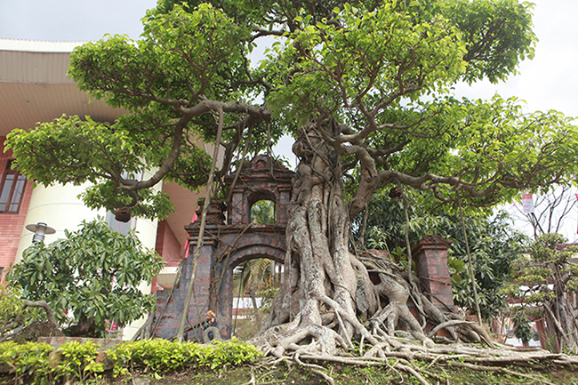 Tiêu dùng & Dư luận - Mãn nhãn cây sanh “hồn quê đất Việt”, khách trả 6 tỷ chủ nhân chưa bán (Hình 4).