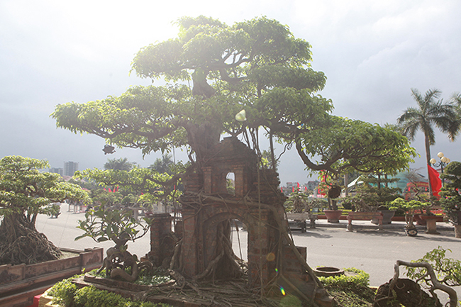 Tiêu dùng & Dư luận - Mãn nhãn cây sanh “hồn quê đất Việt”, khách trả 6 tỷ chủ nhân chưa bán (Hình 3).