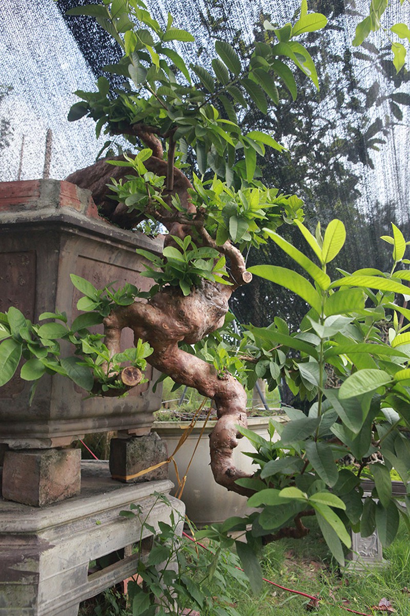 Tiêu dùng & Dư luận - Những màn sang tay ổi bonsai dáng 'kỳ quái' khiến đại gia chơi cây cảnh mê mẩn (Hình 4).