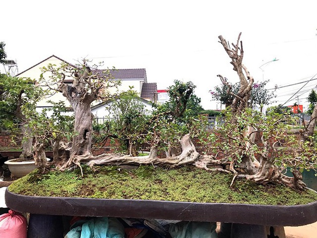 Tiêu dùng & Dư luận - Những màn sang tay ổi bonsai dáng 'kỳ quái' khiến đại gia chơi cây cảnh mê mẩn