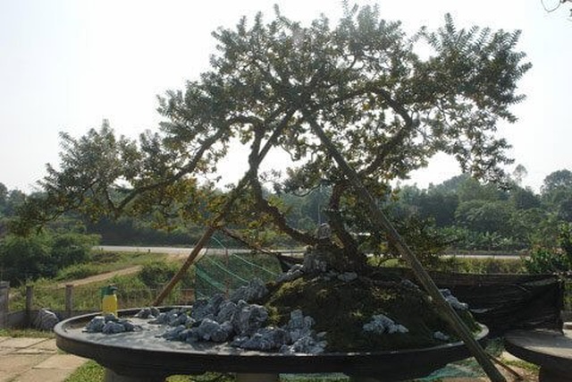 Tiêu dùng & Dư luận - Những màn sang tay ổi bonsai dáng 'kỳ quái' khiến đại gia chơi cây cảnh mê mẩn (Hình 2).