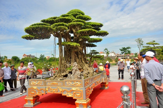 Tiêu dùng & Dư luận - Sanh cổ trồng trong chậu dát 5 cây vàng, chủ thuê người thay nhau canh giữ (Hình 2).