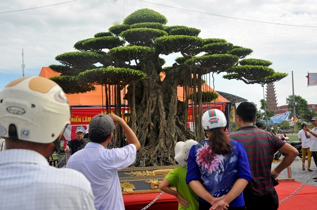 Tiêu dùng & Dư luận - Sanh cổ trồng trong chậu dát 5 cây vàng, chủ thuê người thay nhau canh giữ (Hình 3).