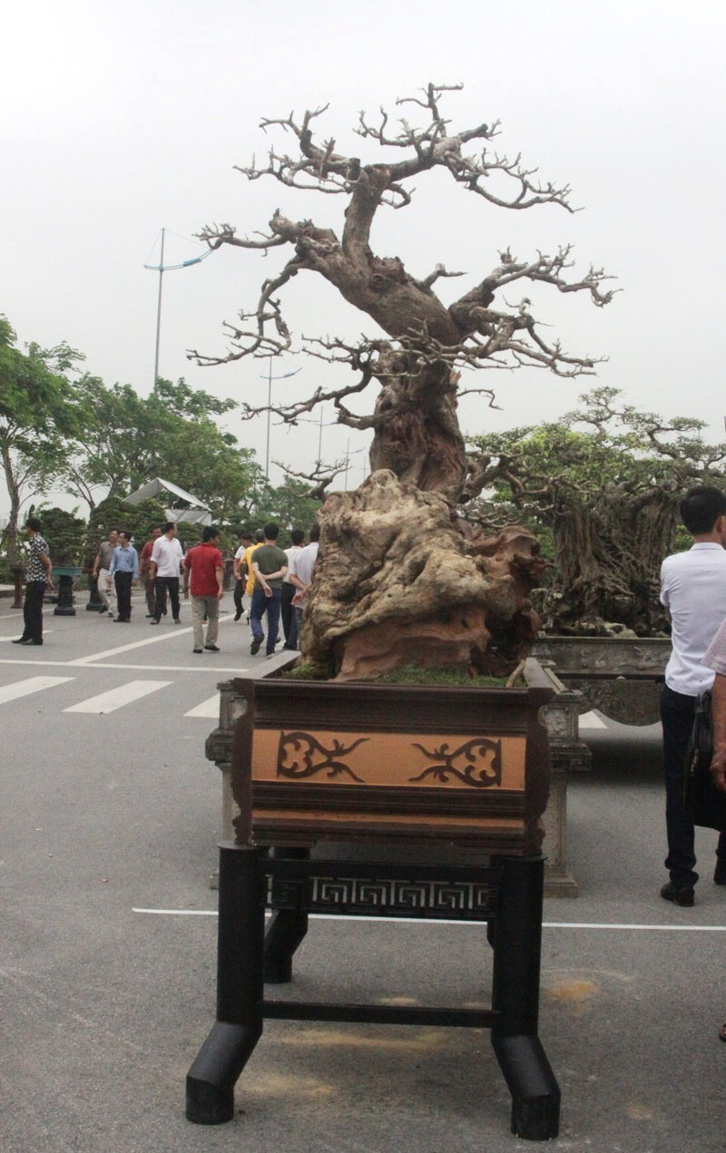 Tiêu dùng & Dư luận - Ngỡ ngàng “cây chết” được trả tiền tỷ, chủ nhân vẫn chưa muốn bán