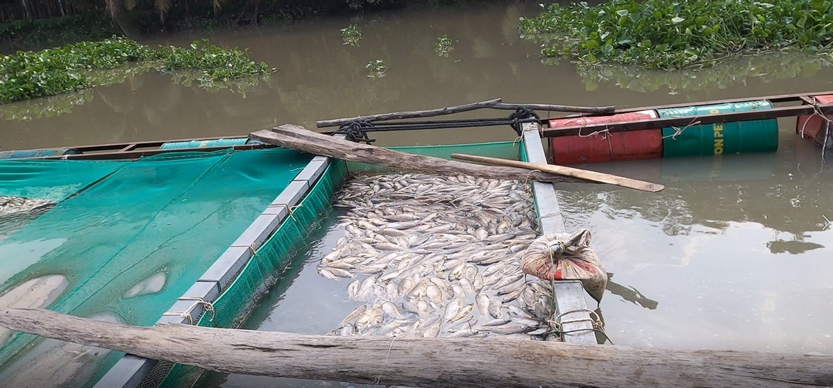 Môi trường - Cá bè trên sông Sài Gòn chết trắng, nông dân thiệt hại hàng tỷ đồng (Hình 2).