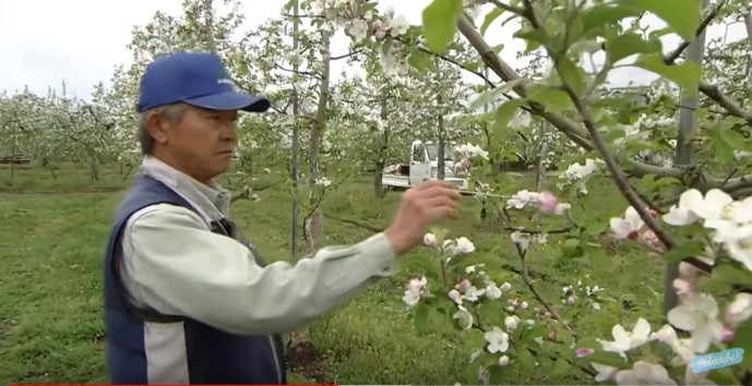 Đời sống - Trang trại trồng táo đắt nhất thế giới có gì đặc biệt? (Hình 2).