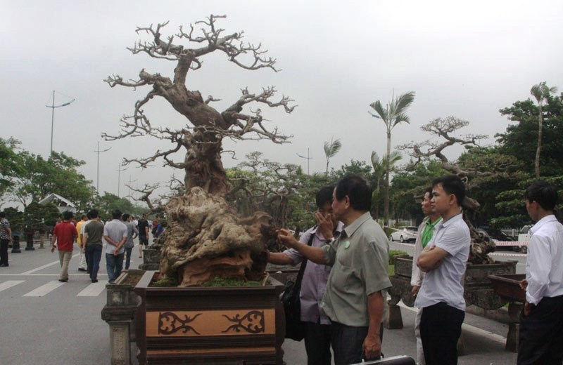 Tiêu dùng & Dư luận - Choáng váng những cây cảnh như khúc củi khô, nhưng vẫn được 'hét' giá bạc tỷ (Hình 4).