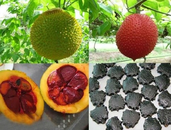 Đời sống - Ăn trái cây xong đừng vứt 4 loại hạt này, chúng là 'kho thuốc bổ' cho sức khỏe (Hình 3).