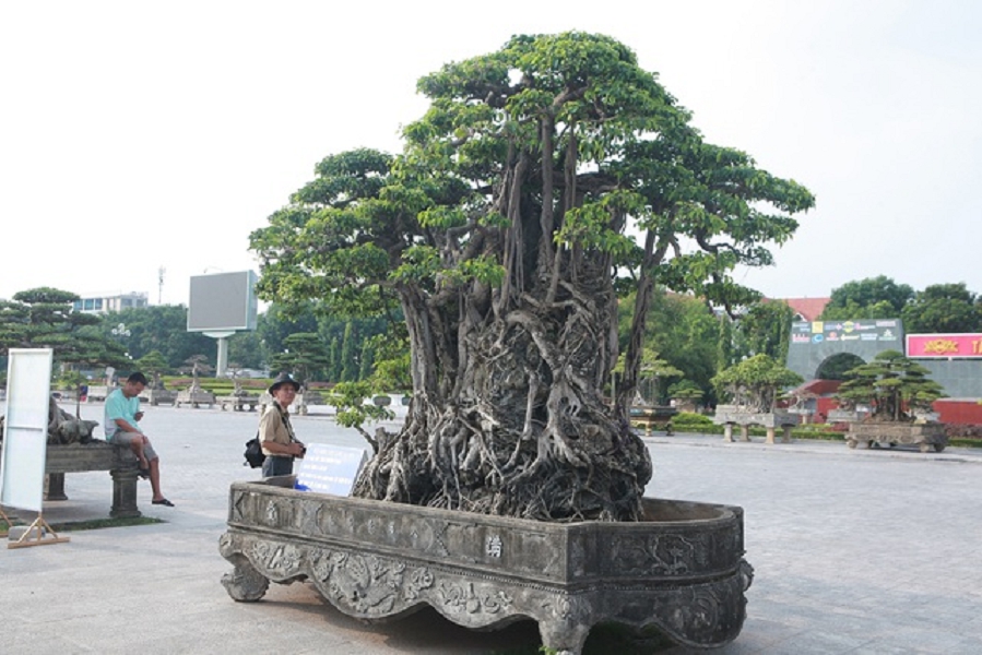 Dân sinh - Những cây sanh 'hiếm có khó tìm', đại gia đổi ngang 8 lô đất tiền tỷ chủ nhân quyết không bán