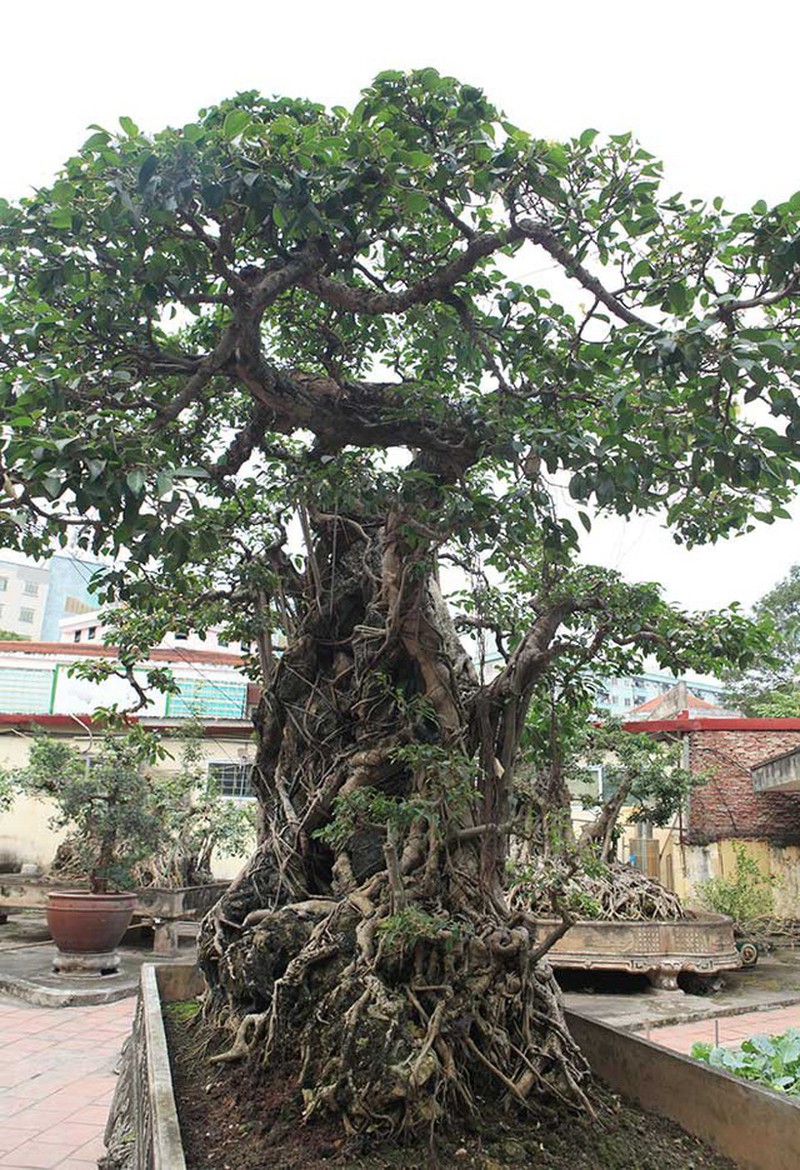 Dân sinh - Những cây sanh 'hiếm có khó tìm', đại gia đổi ngang 8 lô đất tiền tỷ chủ nhân quyết không bán (Hình 2).