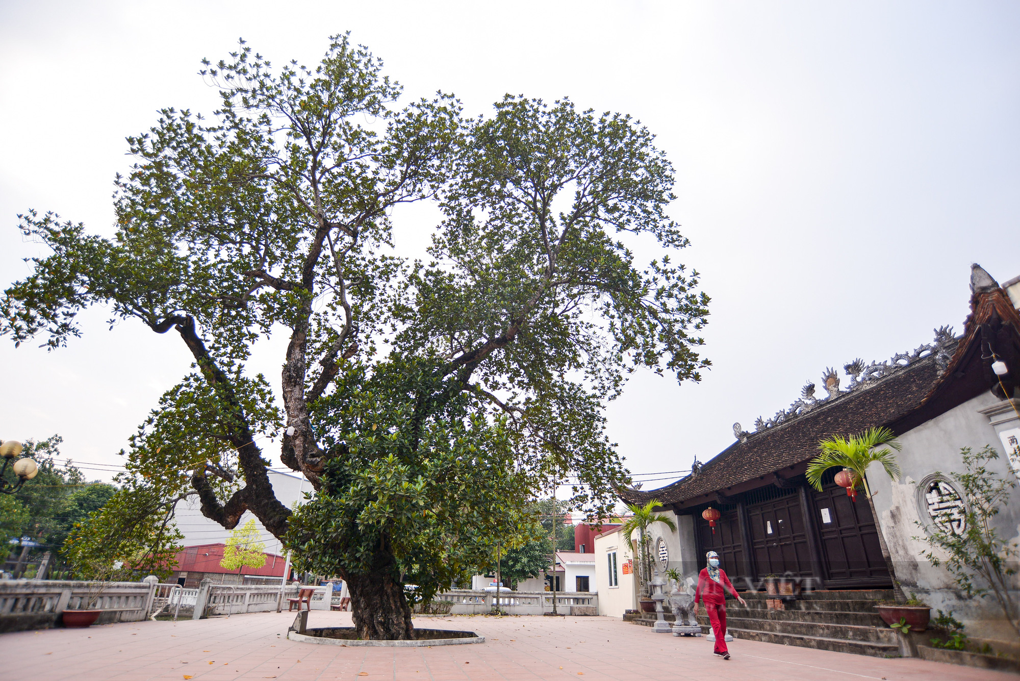 Dân sinh - Mãn nhãn cây mít 500 tuổi có hình dáng 'lạ' ở Hà Nội (Hình 3).