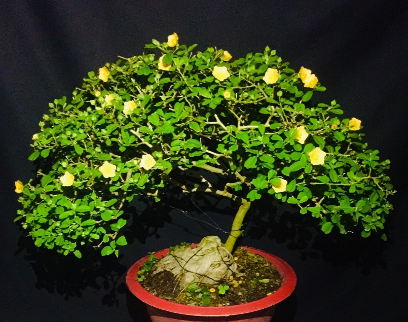 Cộng đồng mạng - Cây hoa xấu hổ mọc đầy đường nay 'hóa' bonsai, dù giá đắt vẫn có người mua (Hình 4).