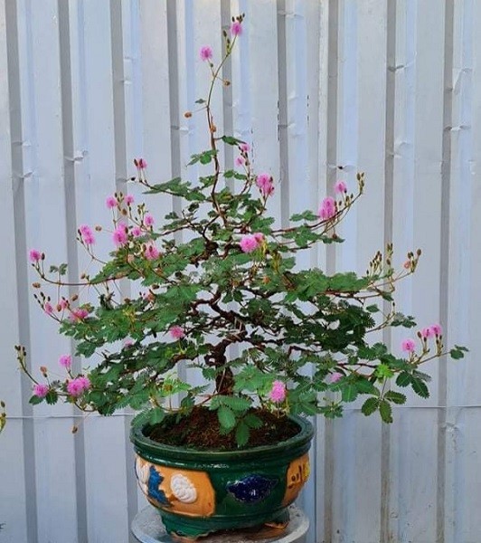 Cộng đồng mạng - Cây hoa xấu hổ mọc đầy đường nay 'hóa' bonsai, dù giá đắt vẫn có người mua (Hình 2).