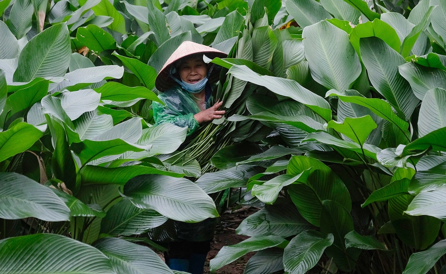 Cộng đồng mạng - Loại lá xanh 'phủ hàng rào' nhưng cứ đến Tết lại “hái lá đếm tiền” (Hình 2).