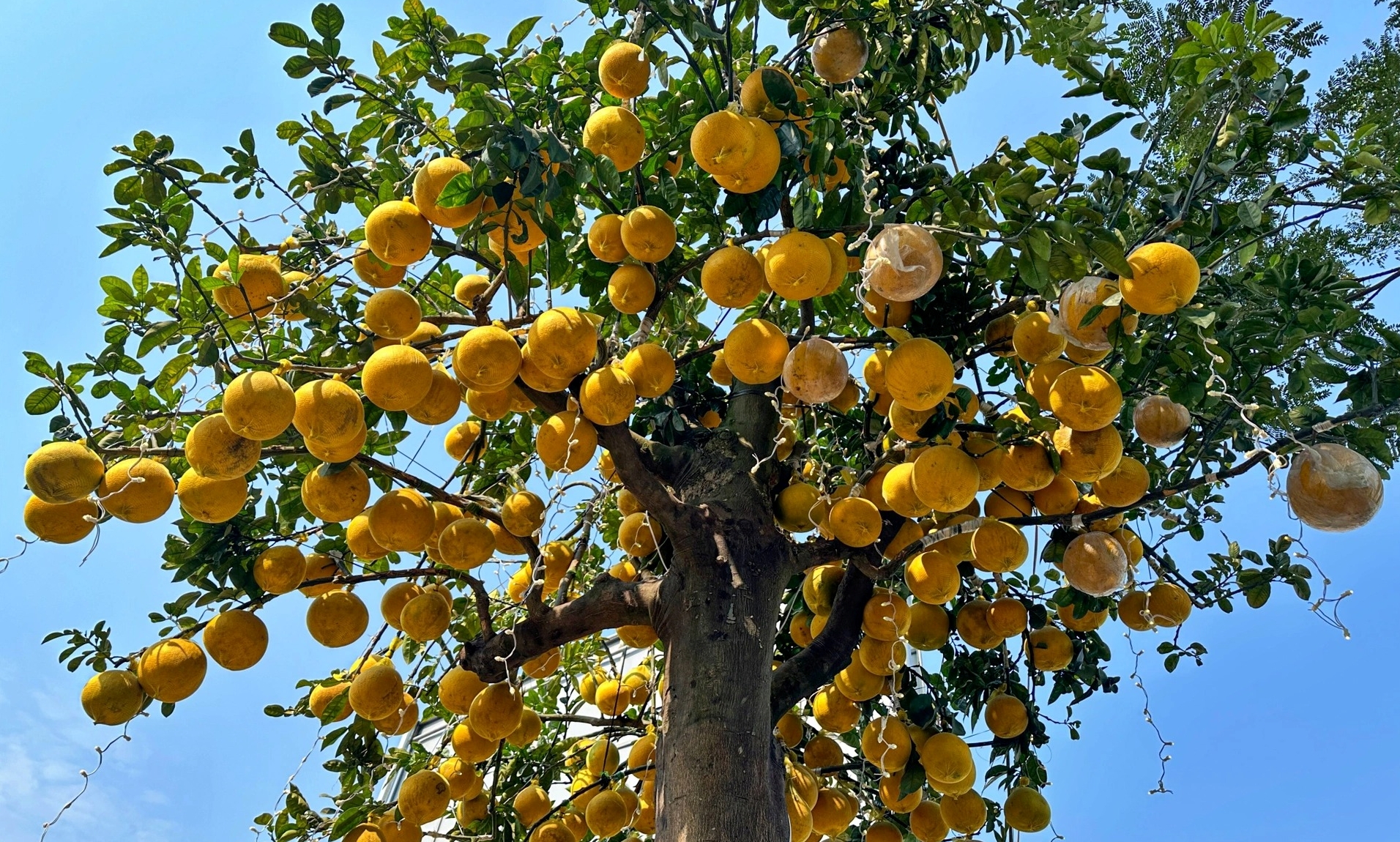 Đời sống - Cây cảnh Tết 'độc đáo' sai trĩu quả hút người mua dù giá rất 'khủng'