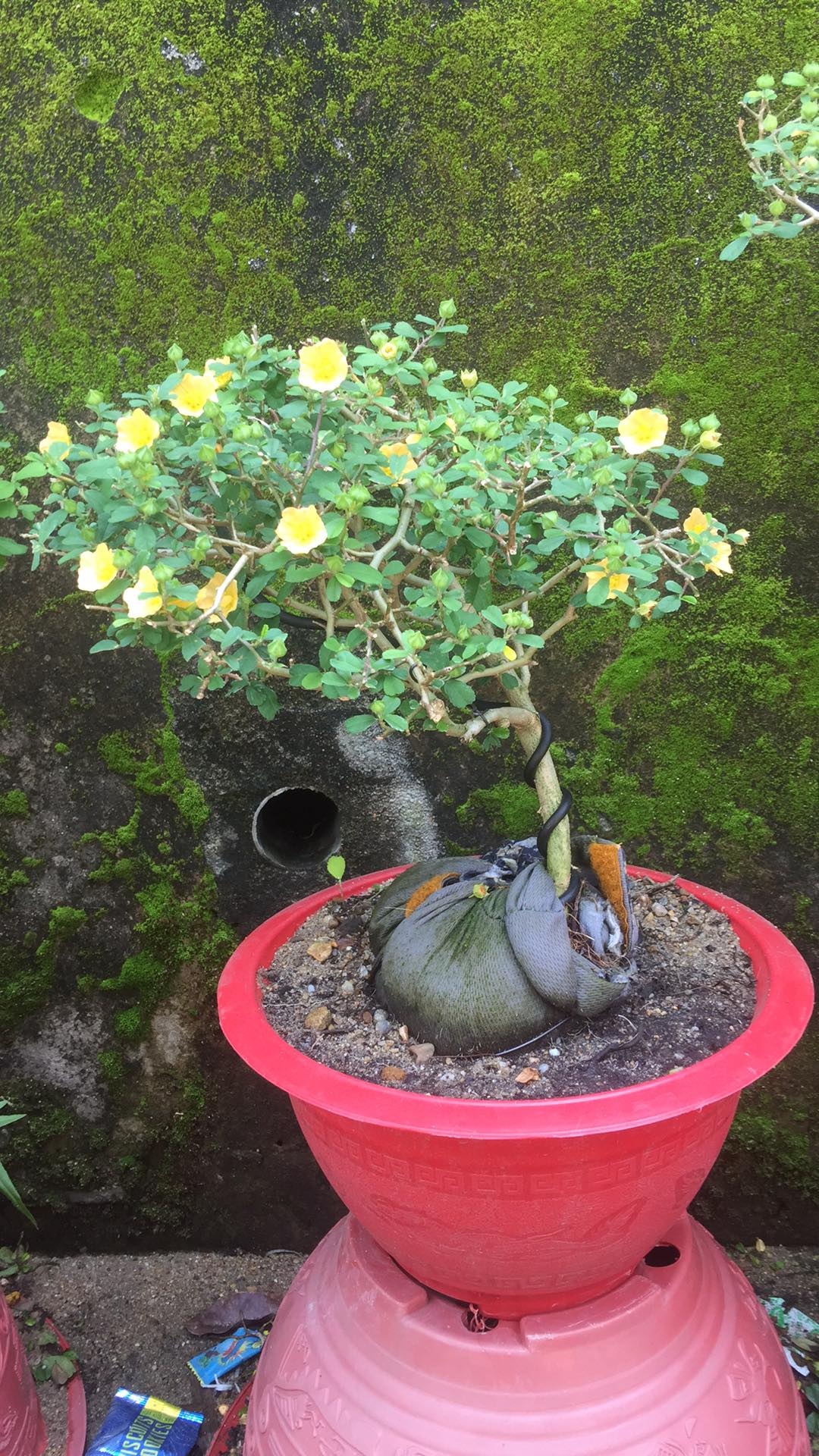 Đời sống - Ngắm loạt hoa dại 'lên đời' thành bonsai chơi Tết, giá đắt ngang 'cây xịn' (Hình 2).