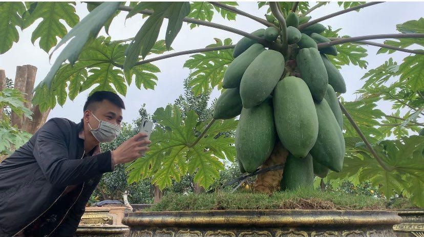 Đời sống - Mãn nhãn với cây ăn quả mọc đầy ở quê nay lên chậu cảnh giá vài chục triệu