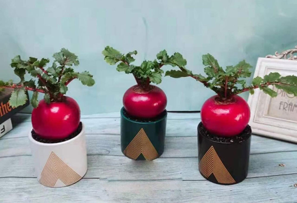 Đời sống - Mãn nhãn với cây ăn quả mọc đầy ở quê nay lên chậu cảnh giá vài chục triệu (Hình 2).