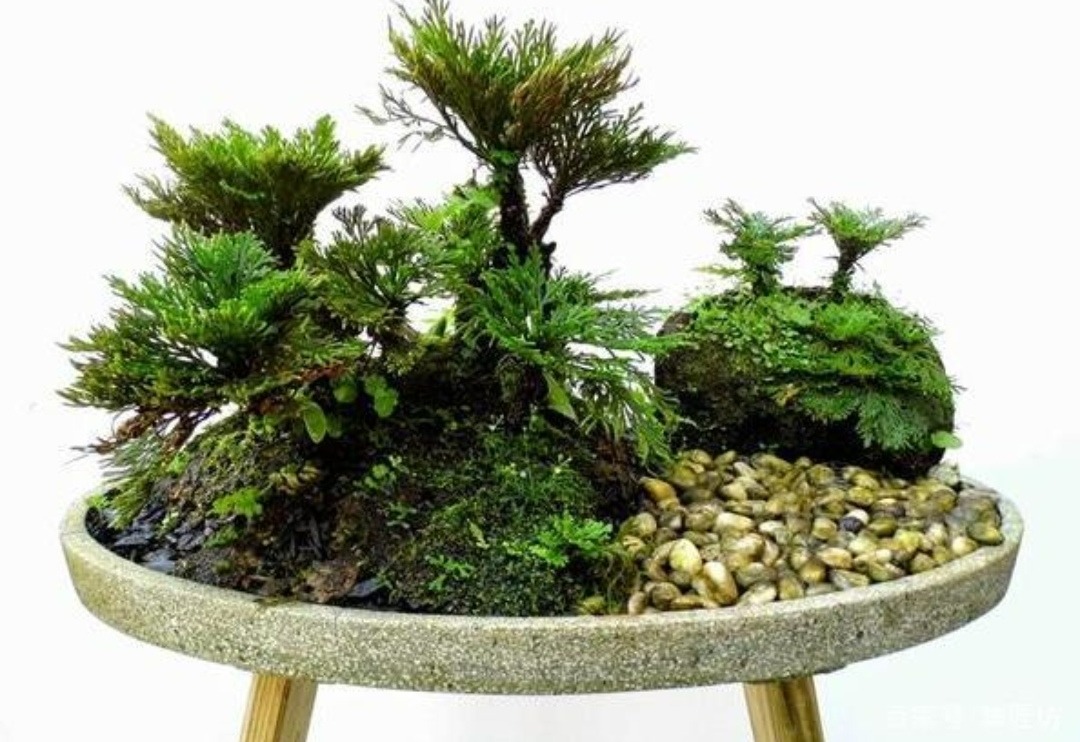 Xã hội - Mãn nhãn cây dại mọc đầy đường nay cho lên chậu thành bonsai đẹp lạ